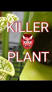 Killer Carnivorous plant Sarracenia pitcher plant