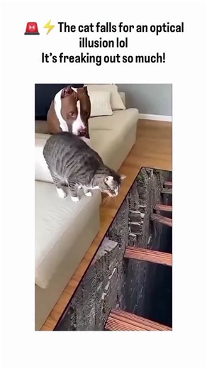 @memeworld.vibe on Instagram: "- The post features a viral video of a gray cat and brown-and-white dog cautiously approaching and tumbling over a 3D rug illusion mimicking a deep stone pit with wooden stairs, prompting panicked reactions that have circulated on platforms like TikTok and Instagram since November 2025. - Such optical illusions exploit animals' depth perception, akin to the 1960 visual cliff experiments by Eleanor Gibson and Richard Walk, which demonstrated kittens' instinctive hes