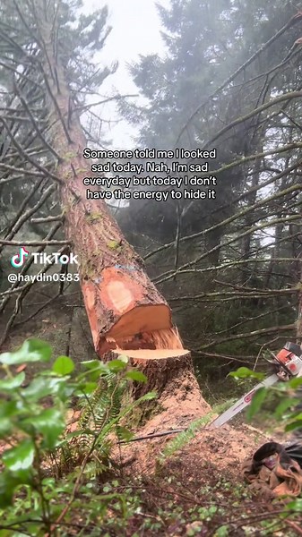 Tree Felling Techniques: Safe Chainsaw Operation Guide