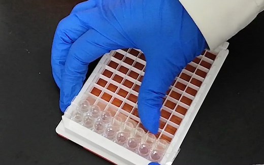 蛋白质的提取与浓度测定（BCA测定蛋白质浓度）