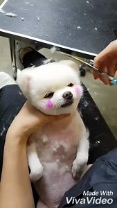 4.5M views · 112K reactions | Cute Pup getting Groomed...<3 | EPets | Facebook