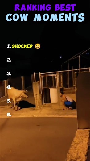 RANKING BEST COW MOMENTS 🤣 #funny #memes 😂😂