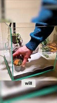 Desert Ant Vivarium Build - Planning & Level Creation