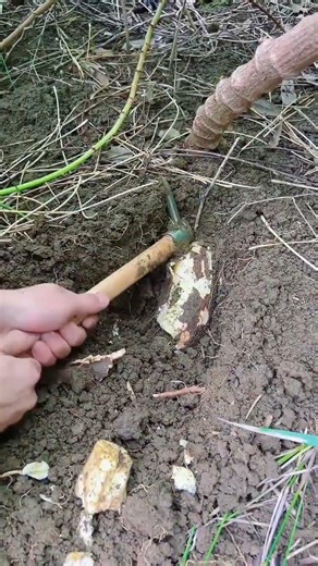 #digging with a hoe #Delicious food grown in the soil #The whole process of digging #The c#d1f0e