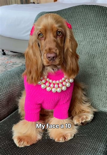 Penny the Cocker Spaniel: Adorable Puppy Moments