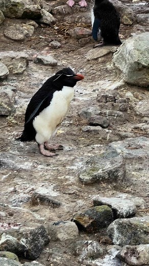 Rock hopper exercise | John Sikora