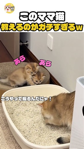 この親子、真剣すぎて無理ｗｗ最後まで見ないと損するやつ！#猫 #おもしろ猫 #猫動画 #猫好き #ショート