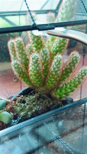 share my cacti and succulents insect enclosure terrarium #terrarium