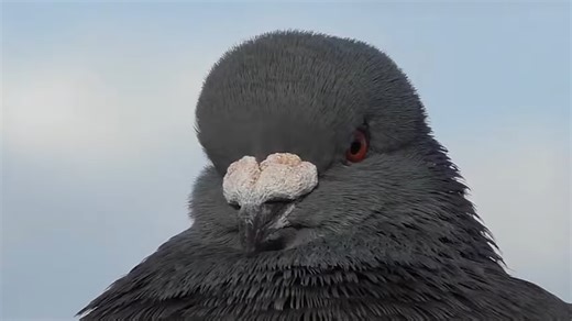 Wimbledon has a pigeon problem – why a killer hawk patrols at 5AM