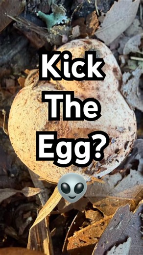 We Found a Real Forest Alien Egg? 👽
