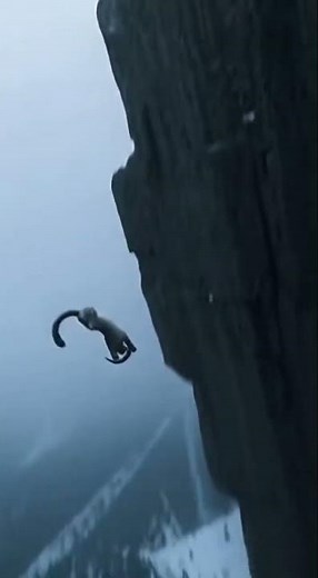 Snow Leopard and Mountain Goat Fall Off Cliff in a Shocking Final Chase 🐐❄️5