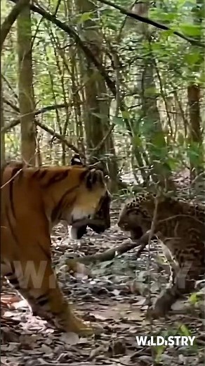 Tiger vs Jaguar Epic faceoff