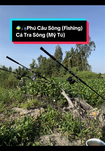 🎣🐠Bãi Nay Mới Dọn Khá Đẹp Ae đợi mình báo cá nhé 😄 #fishing #soctrang #cauca #catra #xuhuong