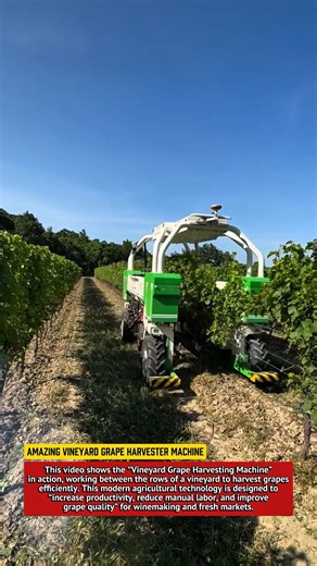 Amazing Vineyard Grape Harvester Machine | Modern Farming Technology in Action.
