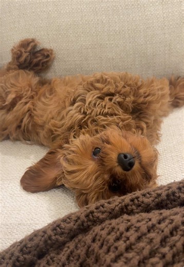 Adorable Cavapoo Puppies That Will Melt Your Heart