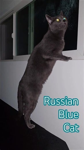 Russian Blue Cat
