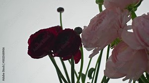 Persian buttercup in glass vases. Bunch pale pink and red ranunculus flowers light background. Floristry and decoration