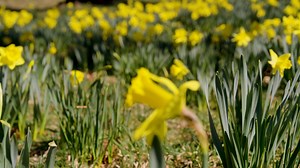 244K views · 13K reactions | Today, we pause to remember May 4, 1970 – a somber moment in our nation's history and in the story of Kent State. We honor the lives lost, the voices raised and the legacy that continues to shape our community. The daffodils that bloom outside of Taylor Hall each spring are a part of Kent State's May 4 Memorial. They are meant to represent the more than 58,000 U.S. service people who died in Vietnam. | Kent State University Alumni | Facebook