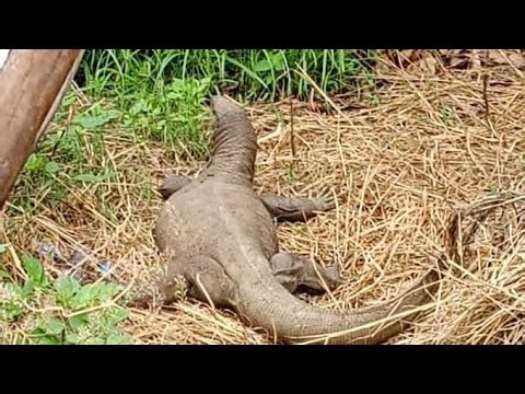 This animal is a monitor lizard commonly referred to in Hindi as Goh or the Indian Monitor Lizard !