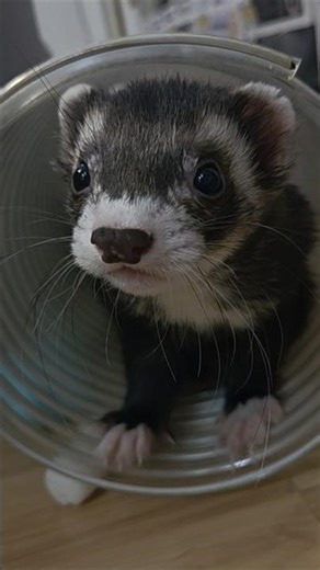 Cheep's Braincell Overloaded At Spiderman's Real Identity