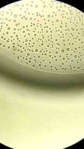 Exploring Tap Water Under the Microscope