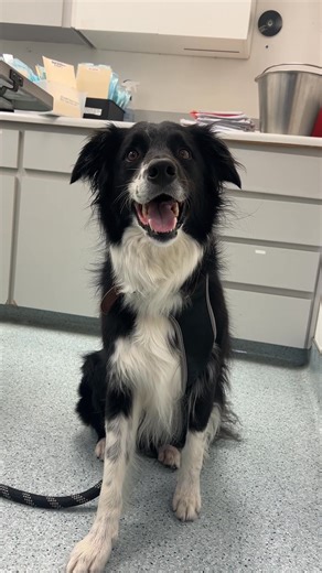 What truly goes through your pets minds when we collect their fecal sample for a parasite screen 😂💩 | Arroyo Veterinary Clinic