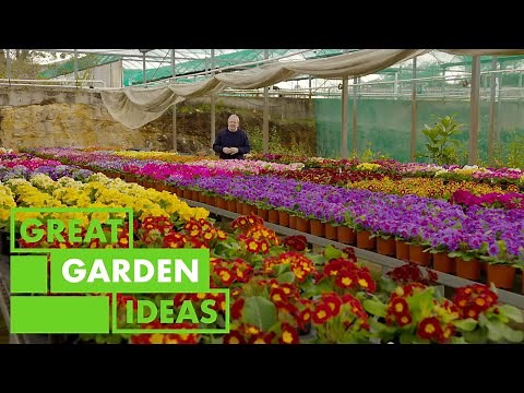 How to Grow and Care for Polyanthus | GARDEN | Great Home Ideas