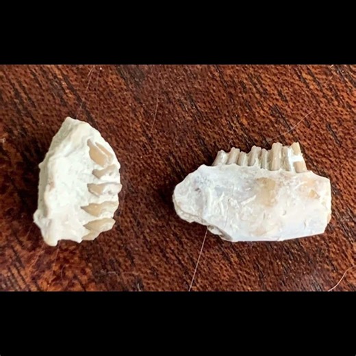 Some Palaeolagus Rabbit Fossils