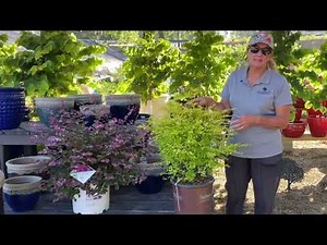 Illuminate Your Garden with Sunshine Ligustrum