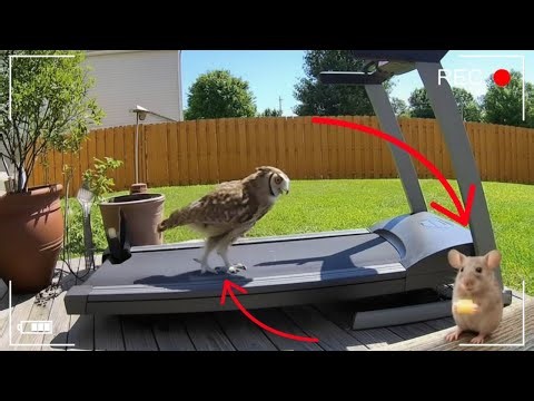 CCTV - Wild Animals Running on a Treadmill!