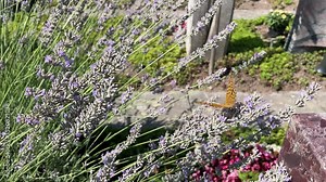 Silver-washed Fritillary butterfly (Argynnis paphia) moving around on lavender in Zurich, Switzerland