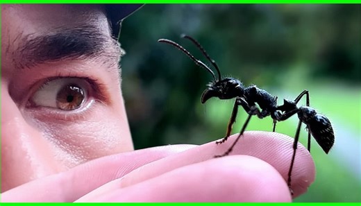 The world’s most painful sting - how this ant can overpower grown adults