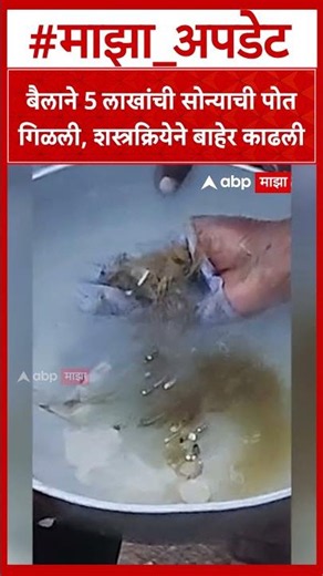 Bull swallowed Golden Chain : बैलाने 5 लाखांची सोन्याची पोत गिळली, शस्त्रक्रियेने बाहेर काढली