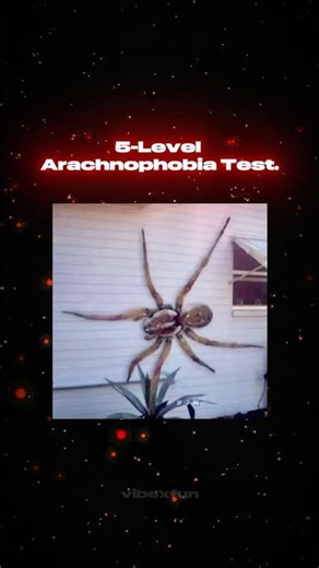 5 Levels of Spider Fear… Can You Finish? 💀