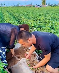 8.2M views · 8.6K reactions | It’s harvesting time! | Lilyon DIY | Facebook