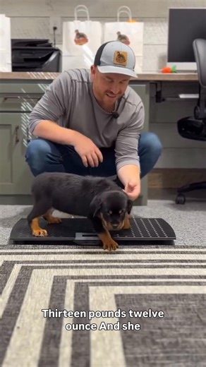 Rottweiler Welfare Association Rottweiler Lab mix puppies for adoption Buy or adopt Rottweiler Rottweiler for sale Rehoming puppy Rescue Pups Rottweiler puppies for adoption and rehoming near me RSPCA Rottweiler puppies for adoption Rottweiler rehoming near me Free Rottweiler puppies to good home Rottweiler puppies for sale Second chance Rottweiler Rescue Rottweiler puppies for adoption usa price Rottweiler puppies for adoption usa for sale Rottweiler puppies for adoption usa cheap Free Rottweil