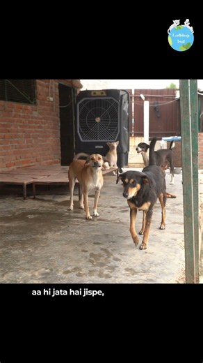 ​Are Stray Animals a Problem? | A Deeper Look at Animal Welfare