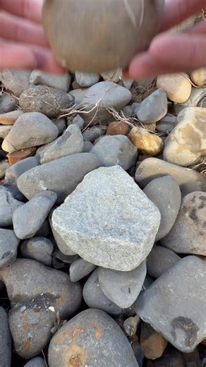 Jacob Colvin on Instagram: "Did You Know scallop fossils from the Oregon coast can be 15–20 MILLION years old‼️😱 In the Astoria Formation, you can find fossil scallops (family Pectinidae) like Patinopecten and Chlamys types that lived in coastal waters when this part of Oregon was underwater. These shells are often 15–20 million years old, and you can spot them by the strong “fan” ribs radiating out from the hinge and the chunky, layered shell material that fossilizes so well. The coolest part 