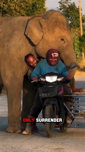 Elephant Refuses to Let Go of Its Handler 🐘💔 #shorts