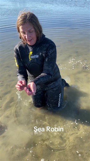 Discover the Fascinating Sea Robin Fish in New Zealand