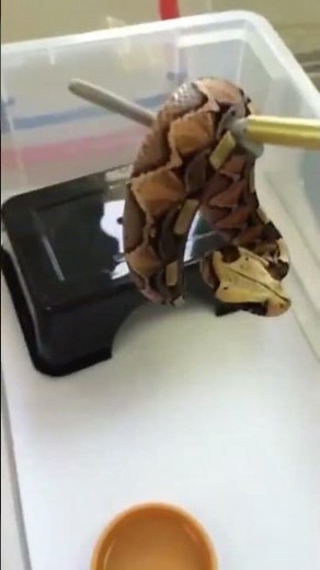 Gaboon Viper: One Minute Facts