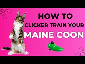 How to clicker train your Maine Coon cat