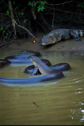 Giant Anaconda Ambush! Heart-Stopping Jungle Encounter!