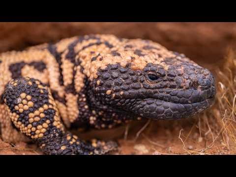 Herping Southern Utah 2025: Gila Monster, Mountain Kingsnakes, & More