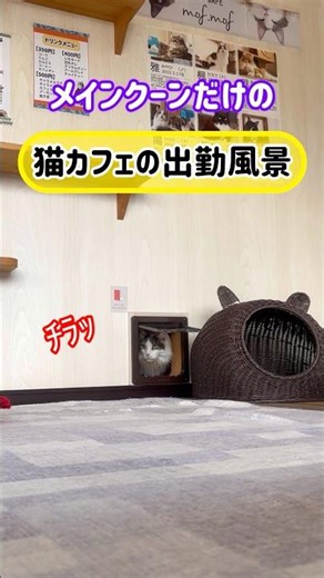 20260504メインクーンだけの【猫カフェの出勤風景】#cat #cooncat #mainecat #もふもふ
