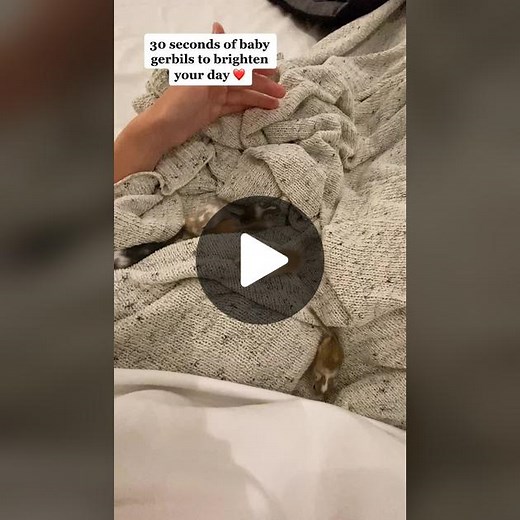Who’s your favorite? #gerbil #pets #animals