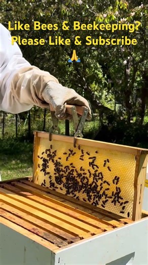 Hobby Beekeeper vs Commercial… Big Difference | Beekeeping