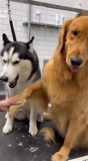 The Husky is more dramatic than the Golden Retriever! 😂 #shorts #capybops #aivideo