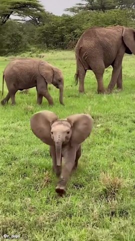 Cute Animals Showing Amazing Bonding