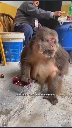 28K views · 980 reactions | Episode 84: #monkey #monkeys #monkeydluffy #monkeybusiness #monkeyfo7rest #monkeybars #monkeynapkin #monkeylove #monkeytemple #monkeyingaround #monkeyisland #MonkeyKing #Monkeybeach #monkeyyear #monkeyhaircut #monkeybread #monkeyshoulder #monkeyseemonkeydo #monkeybar #monkeymind #monkeypose #MonkeyFace #monkeytime #monkeyfist #monkeyforestubud #monkeysofinstagram #monkeypod #reelsviralvideo #reels2023 #reelsvideo #reelsinstagram | Rong R.Ranger | Facebook